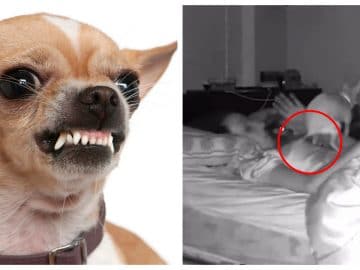 Un chien fait caca sur son maître en pleine nuit.
