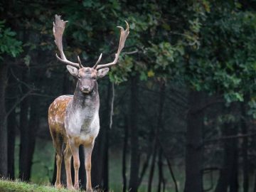 un cerf dans une forêt