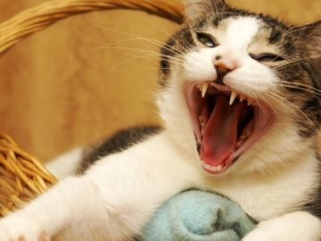 Un chat dans un panier qui ouvre la bouche