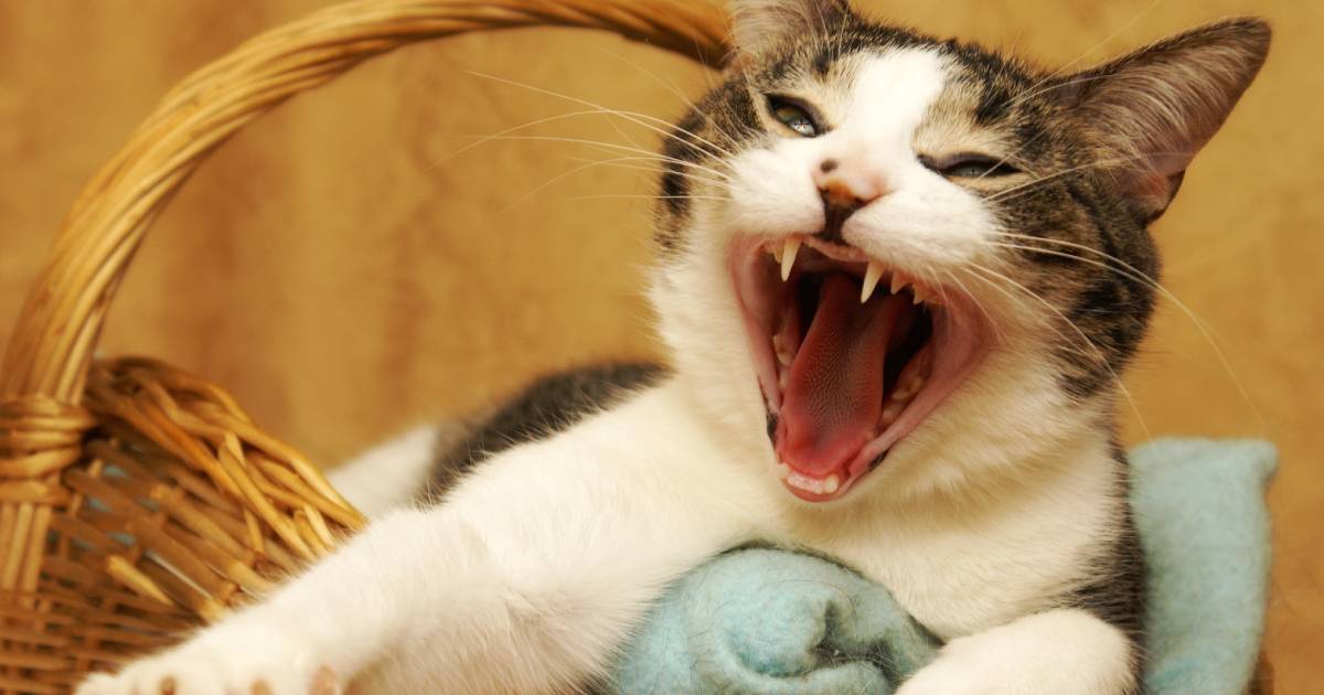 Un chat dans un panier qui ouvre la bouche