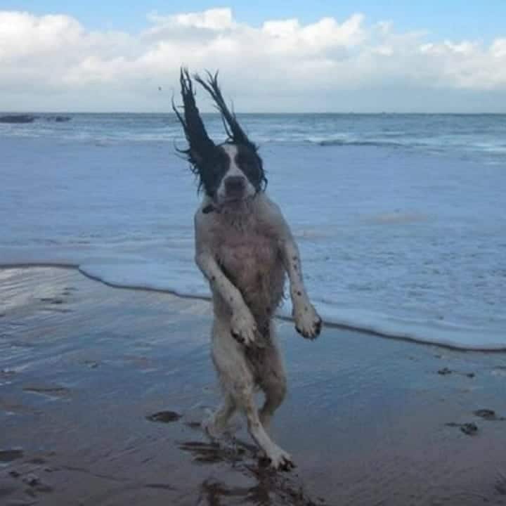Un chien mouillé à la plage