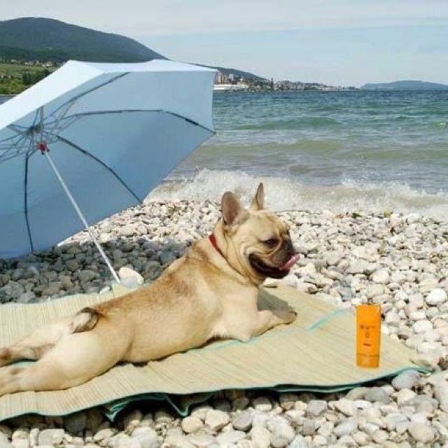 Un chien qui bronze à la plage