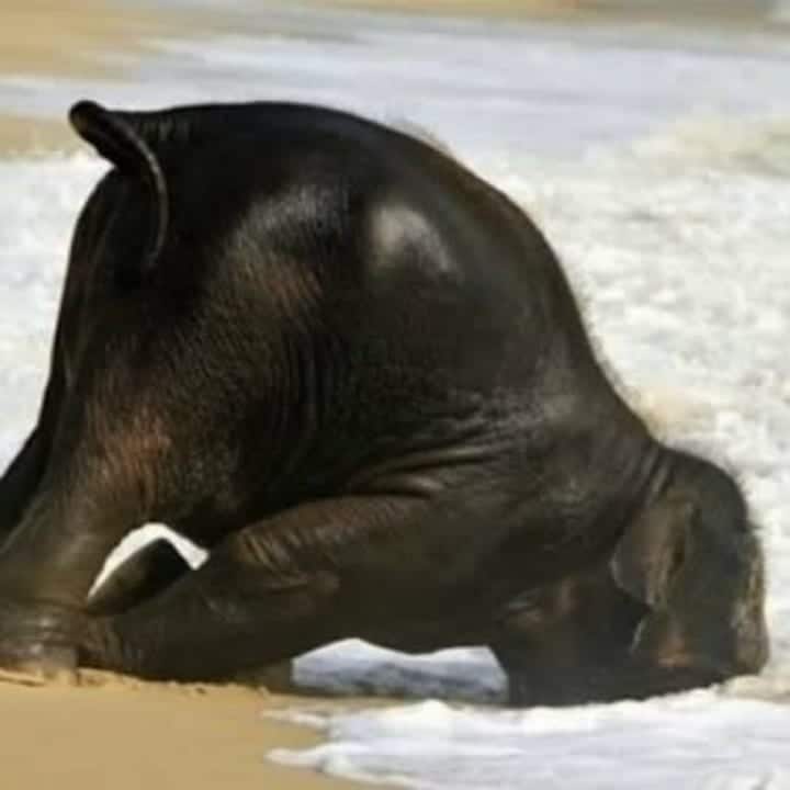 Un éléphanteau met sa tête dans le sable