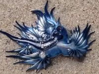 Glaucus atlanticus ou dragon bleu