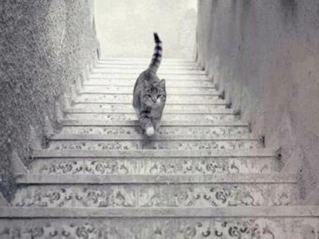 illusion d'optique chat escalier