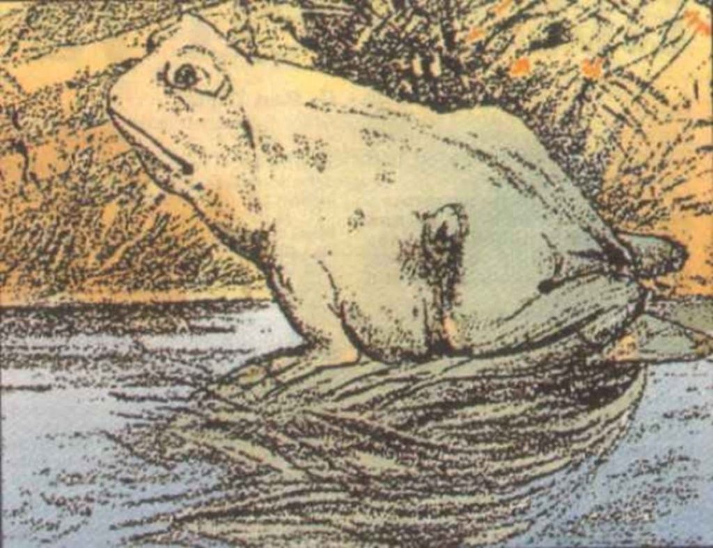 illusion d'optique grenouille