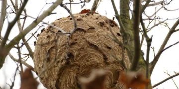 Un nid de frelons asiatiques à Mouscron, en Belgique.