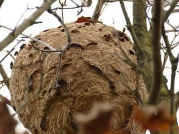 Un nid de frelons asiatiques à Mouscron, en Belgique.