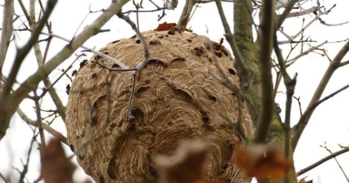 Un nid de frelons asiatiques à Mouscron, en Belgique.