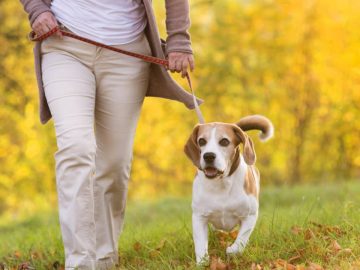 Promeneur de chien