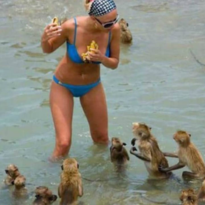 Des singes qui se baignent et réclament la nourriture d'une touriste