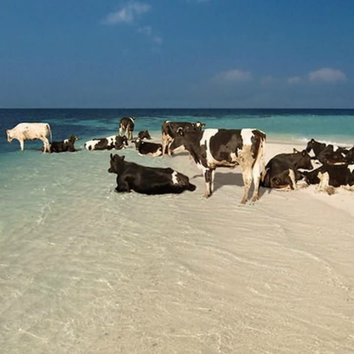 des vaches à la plage