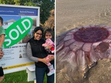 famille anglaise découverte insolite méduse géante