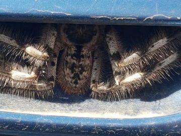 Une araignée en australie