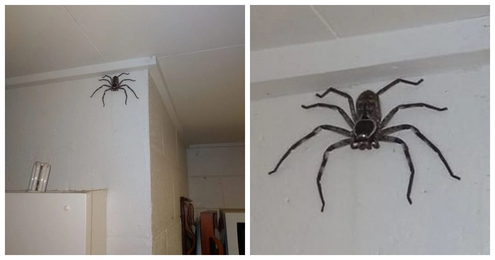 Un Australien trouve une araignée géante chez lui et décide de vivre ...