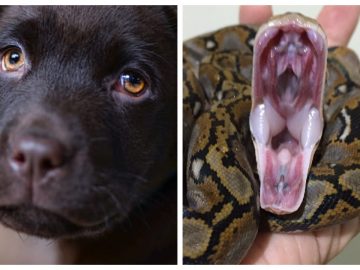 Un python attaque un chiot en Australie