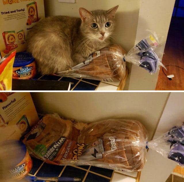 Un chat assis sur un paquet de brioche