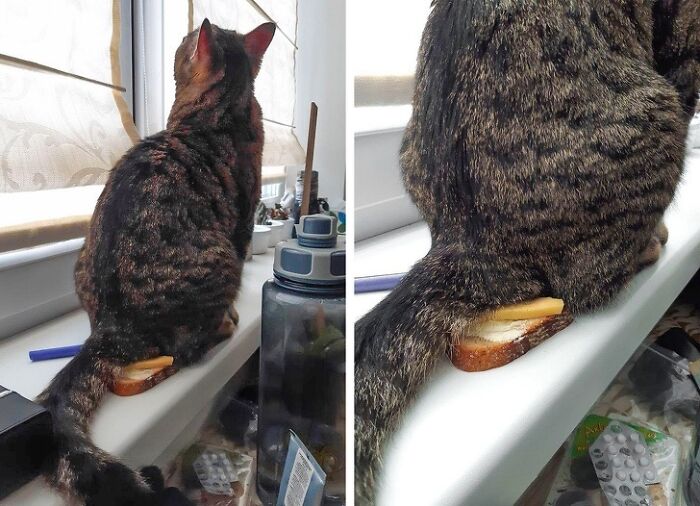 Un chat assis sur un sandwich
