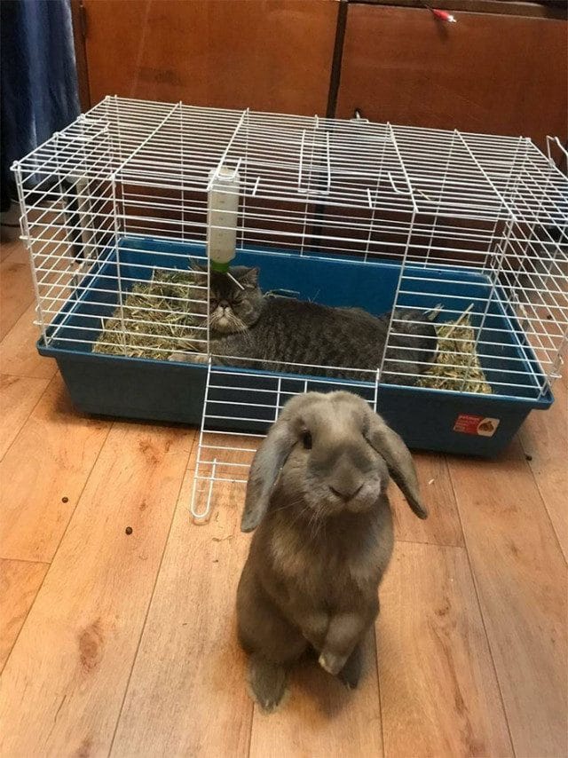 Un chat dans une cage à lapin