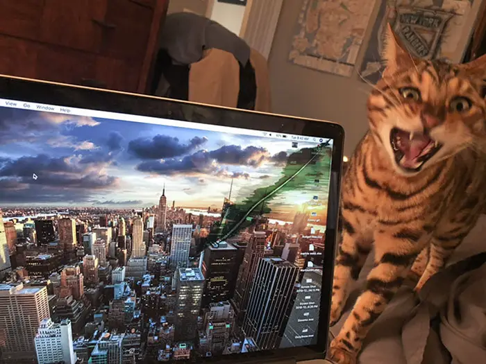 Un chat qui casse un écran d'ordinateur