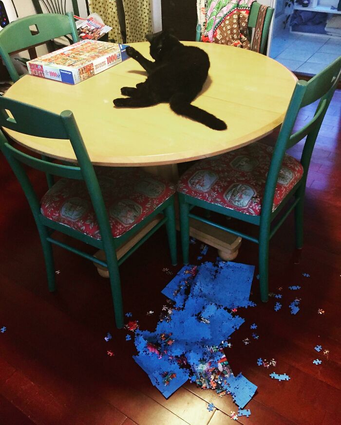 Un chat qui fait tomber un puzzle