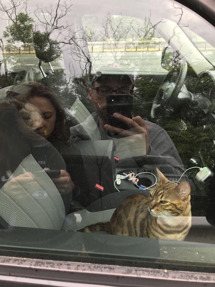 Un chat enfermé dans une voiture