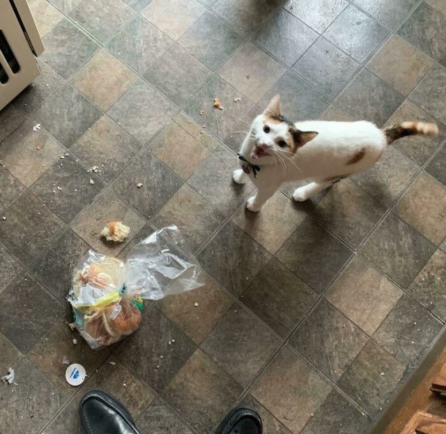 Un chat qui mange une brioche