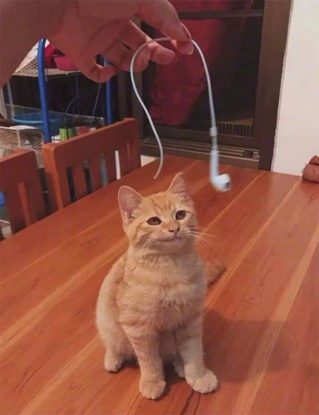 Un chat qui mange des écouteurs