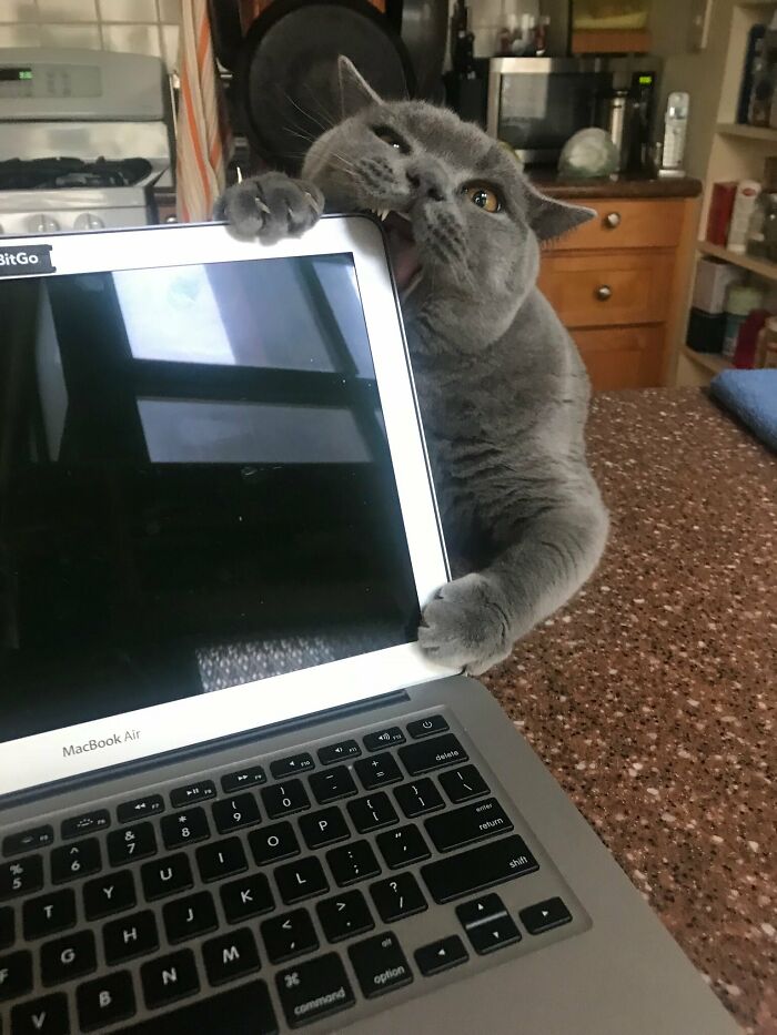 Un chat qui mord un ordinateur