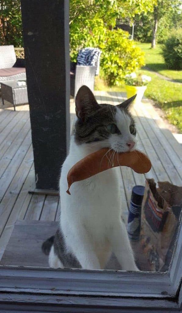 Un chat qui pique une saucisse pour la manger