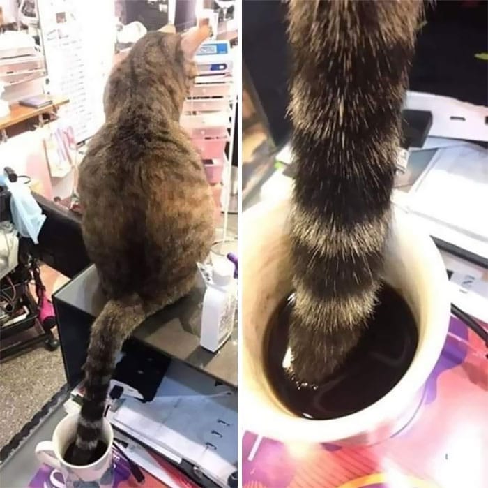 Un chat qui fait tremper sa queue dans une tasse