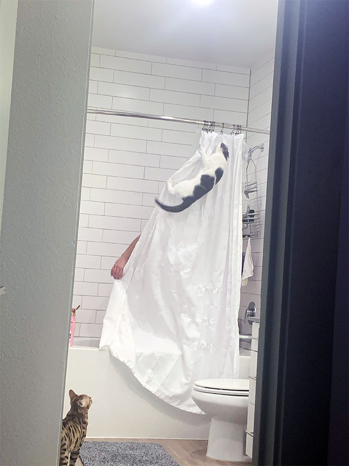Un chat accroché à un rideau de douche