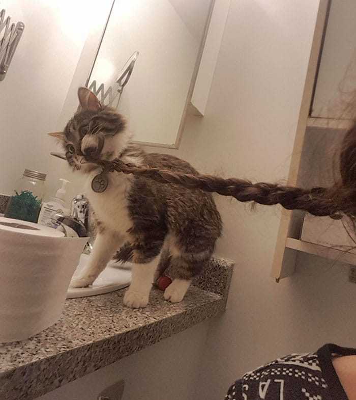 Un chat qui mord les cheveux