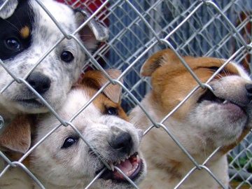 chien dans un refuge