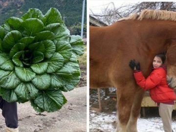 animaux végétaux objets géants insolites