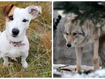 Un jack russell et un loup