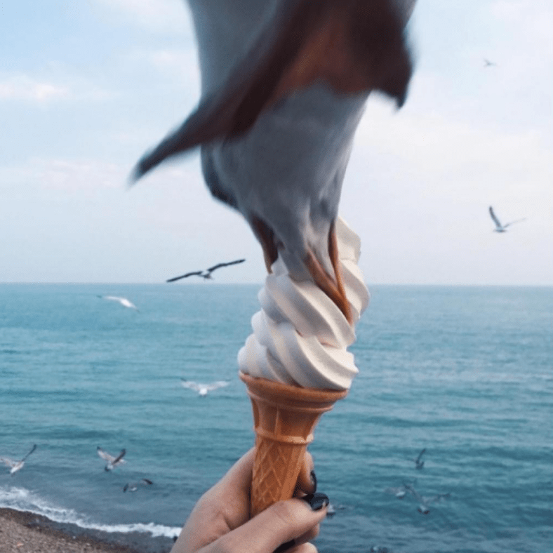 Une mouette mange une glace en plein vol