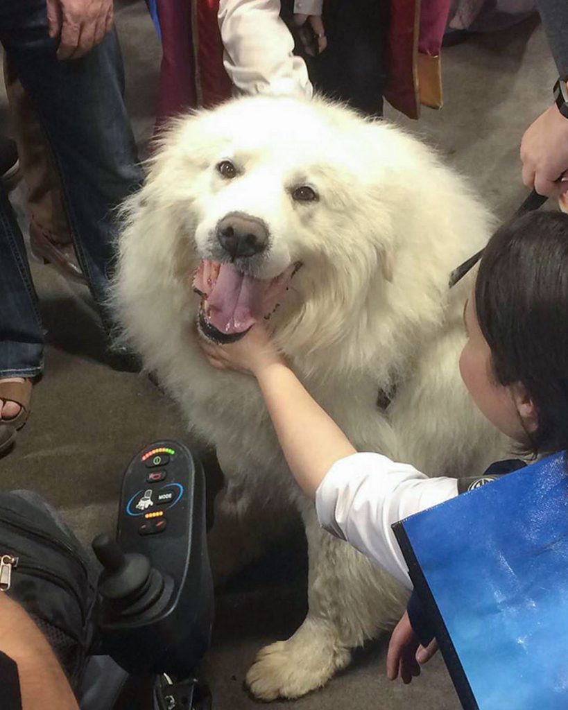 Chiens de compagnie géants taille hors-normes