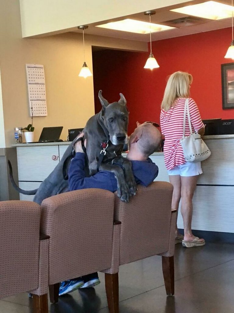 Chiens de compagnie géants taille hors-normes