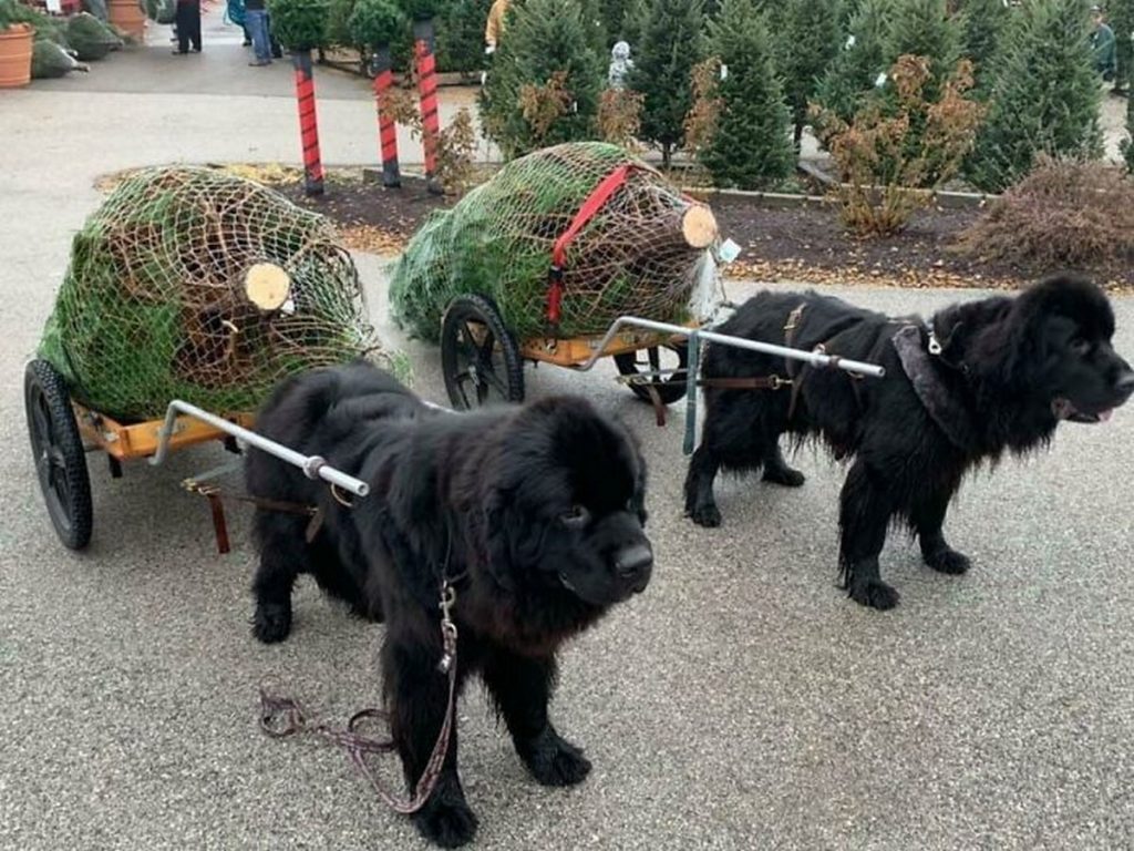 Chiens de compagnie géants taille hors-normes