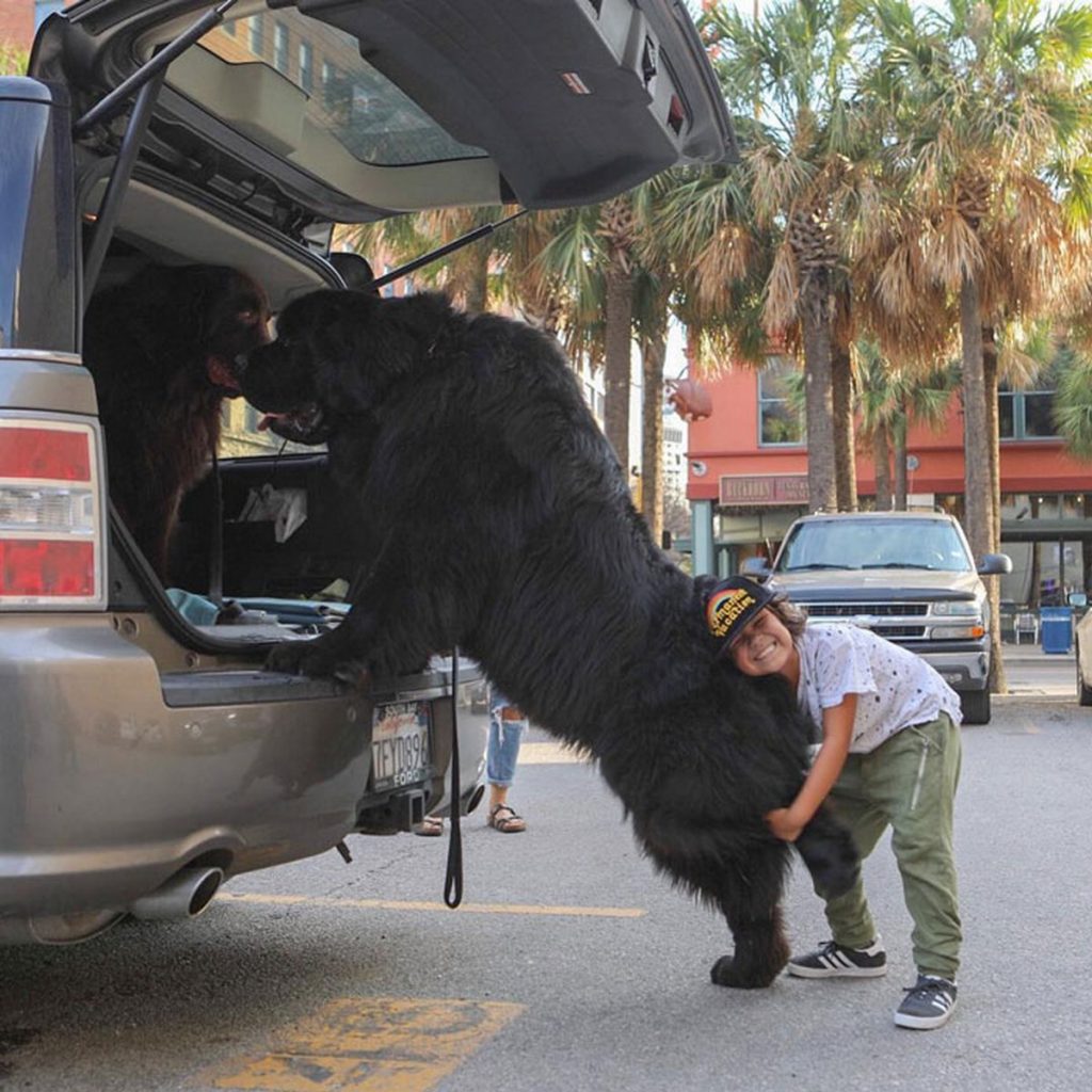 Chiens de compagnie géants taille hors-normes