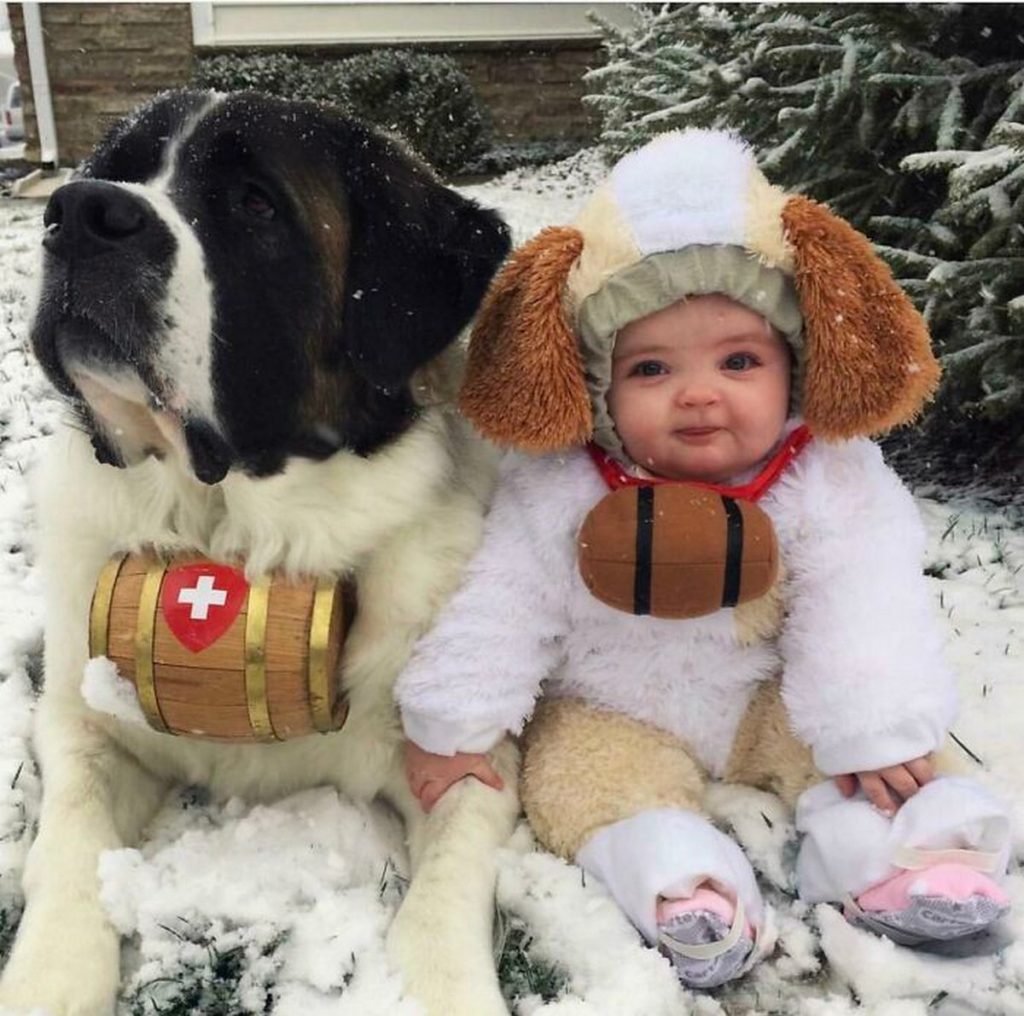 Chiens de compagnie géants taille hors-normes