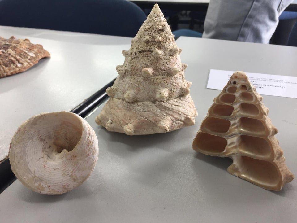 vue de l'intérieur objets créatures banals deviennent extraordinaires coquillage