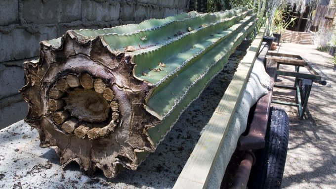 vue de l'intérieur objets créatures banals deviennent extraordinaires cactus