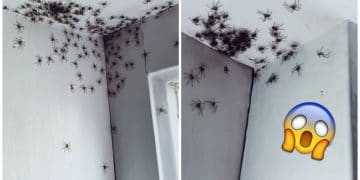 Des araignées en Australie