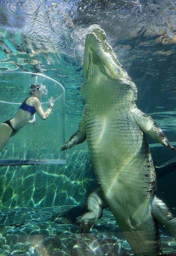 crocodile géant