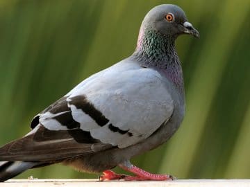 pigeon