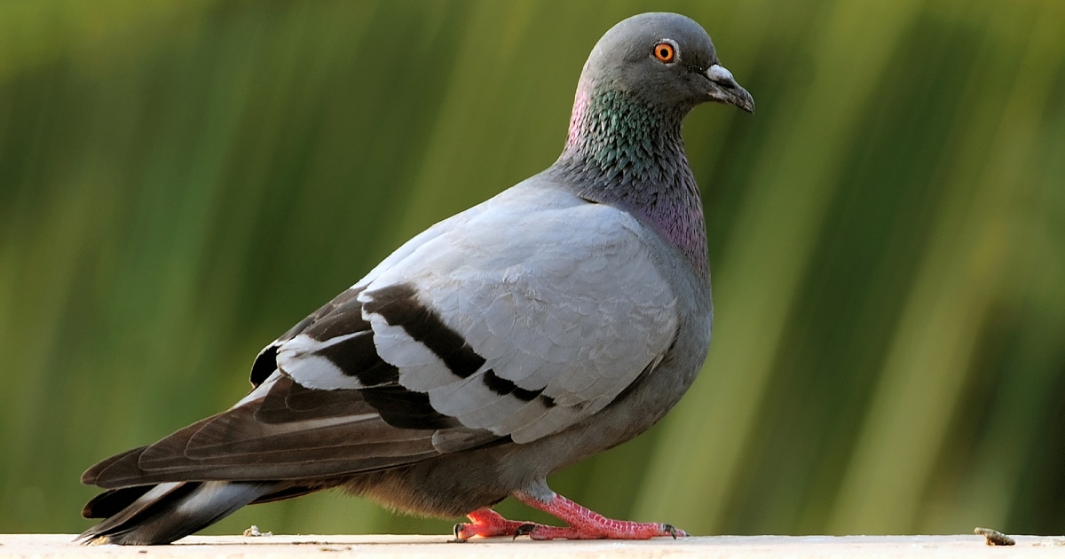 pigeon