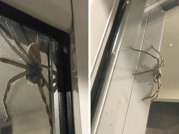 Une araignée en Australie.