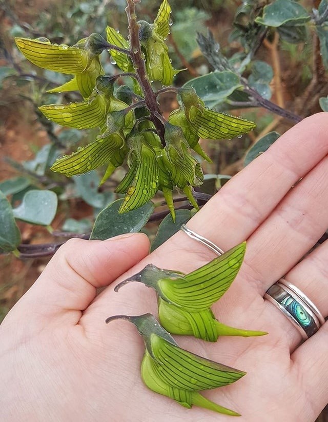 australie photos incroyables entre beauté et bêtes 